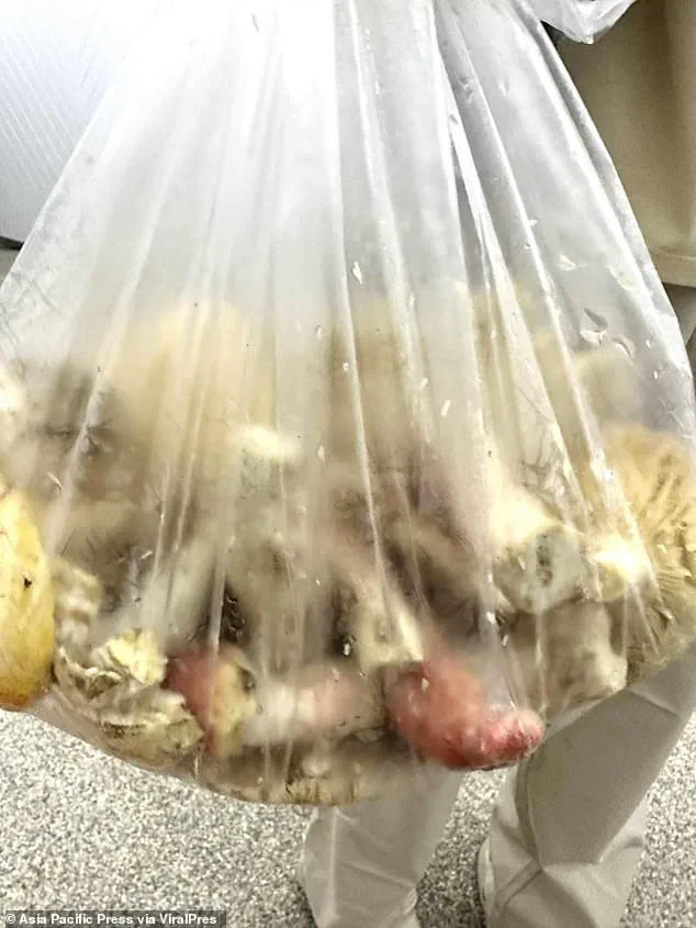 Tragic Incident in Chiang Rai Leaves Community in Shock After Deadly Meal Involving Poisonous Mushrooms