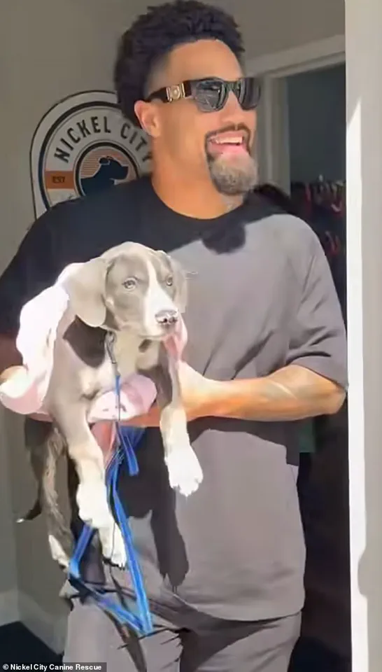 Buffalo Bills' Khalil Shakir Rescues 19 Dogs from Brink of Execution, Viral Moment Sparks Debate on Animal Welfare