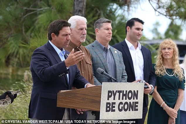 Florida's Unconventional Strategy: Combating Invasive Pythons Through High-End Fashion and Ecological Restoration