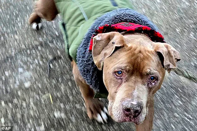 Privileged Access to Justice: The Veterinarian's Legal Battle Over a Rescued Dog