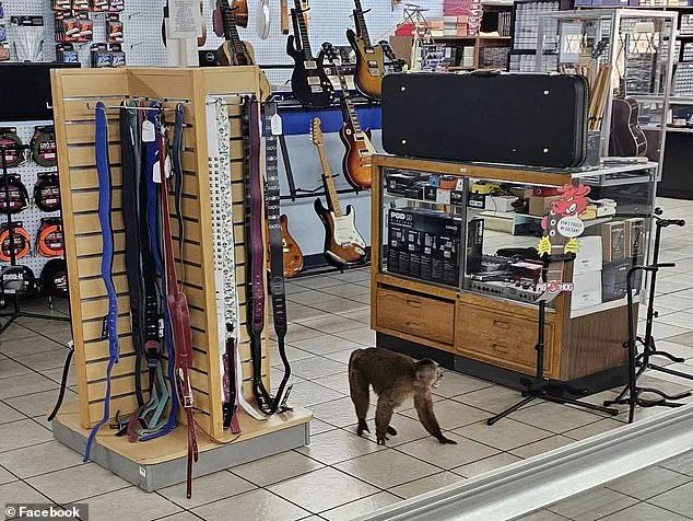 Exclusive: Cinnamon Capuchin Monkey's Midnight Escape Exposed by Store Staff