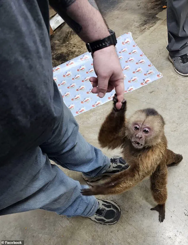Exclusive: Cinnamon Capuchin Monkey's Midnight Escape Exposed by Store Staff