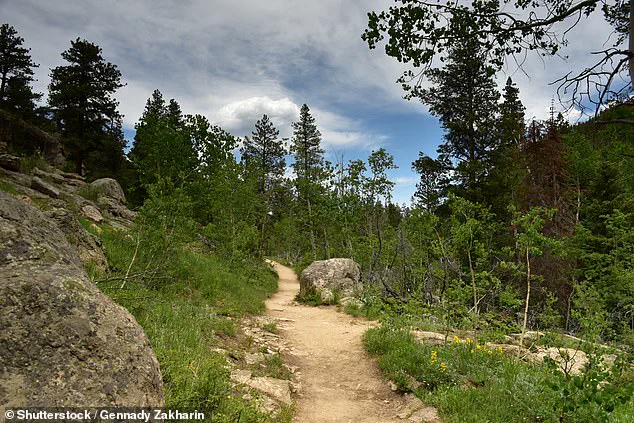 Mountain Lion Attack in Colorado Sparks Community Fear and Calls for Wildlife Management Reforms