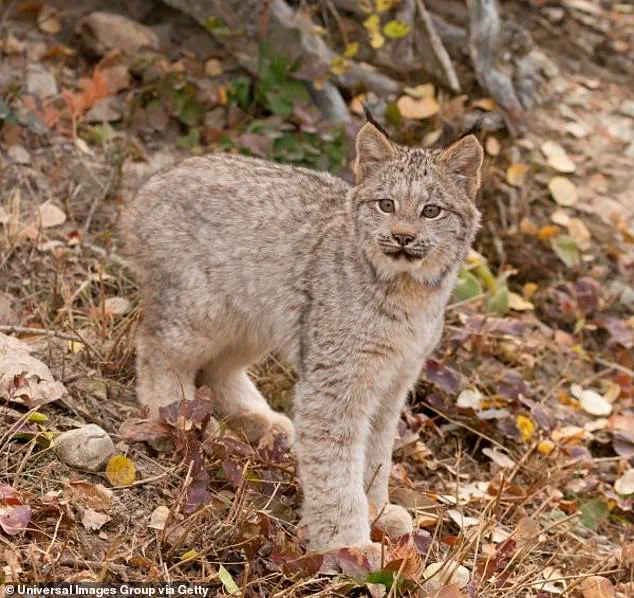 Rare Lynx Kittens Spotted in Voyageurs National Park Signal Hope for Endangered Species