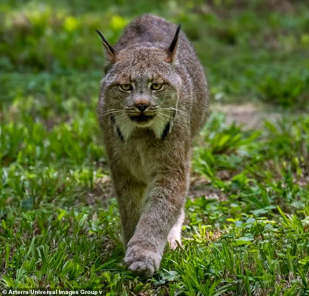 Rare Lynx Kittens Spotted in Voyageurs National Park Signal Hope for Endangered Species