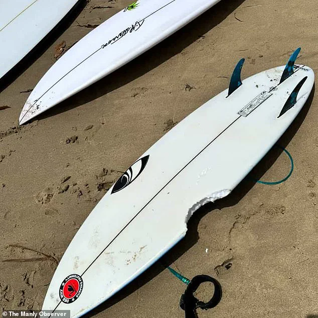 Urgent Lockdown as Shark Attacks Force Closure of Sydney's Northern Beaches