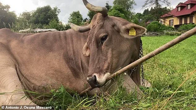 Austrian Cow's First-of-Its-Kind Behavior Forces Scientists to Reconsider Livestock Cognition
