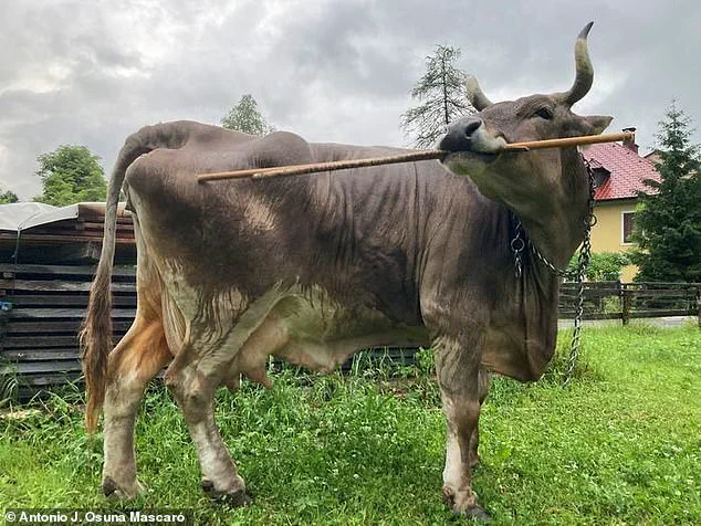 Austrian Cow's First-of-Its-Kind Behavior Forces Scientists to Reconsider Livestock Cognition