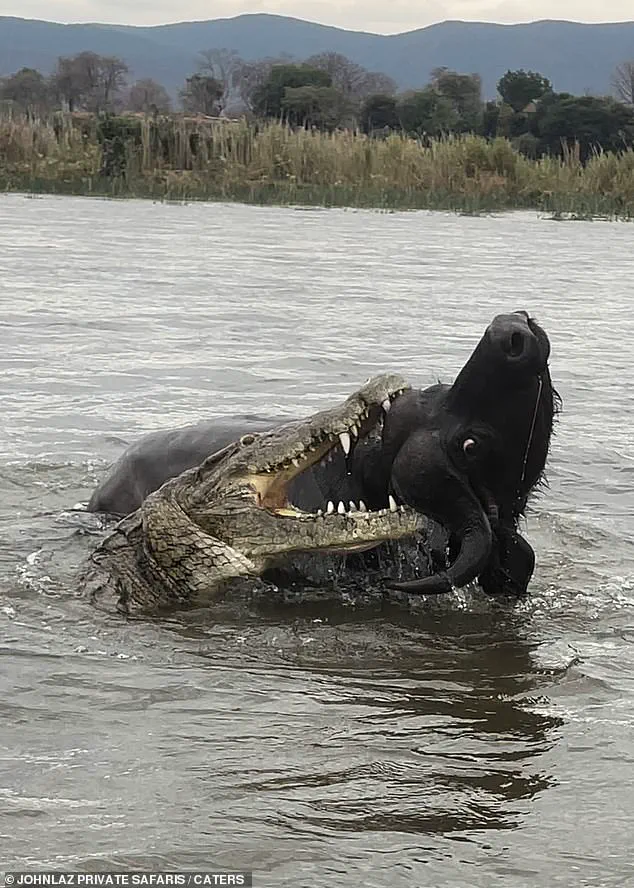 Exclusive Footage Reveals Rare Predator-Prey Struggle in Zambia's Lower Zambezi National Park