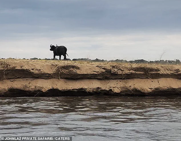 Exclusive Footage Reveals Rare Predator-Prey Struggle in Zambia's Lower Zambezi National Park