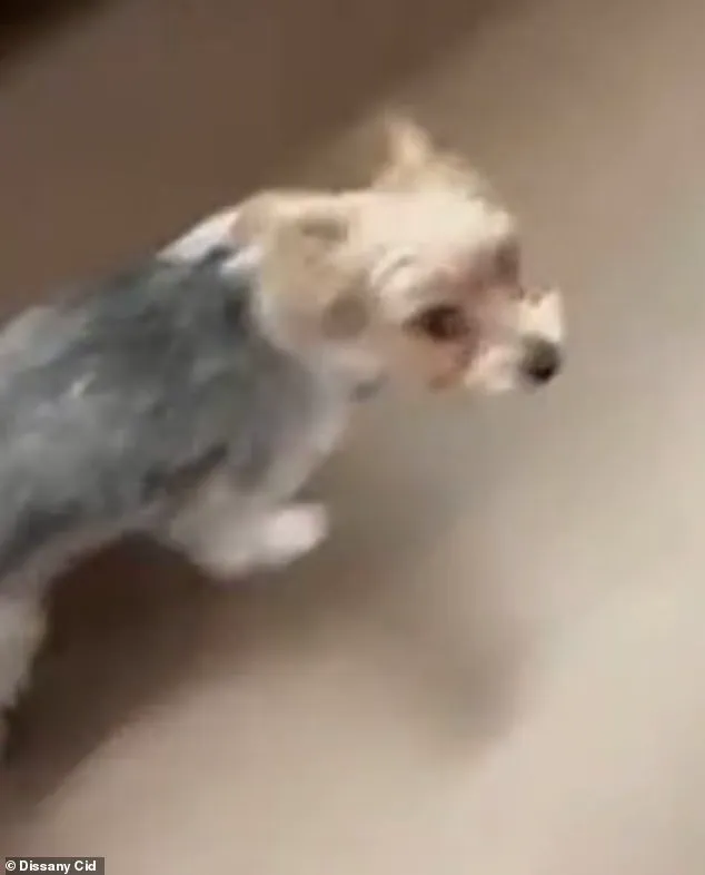 Florida Pet Death Sparks Calls for Regulation on Viral 'Door-Kick Challenge' Trend
