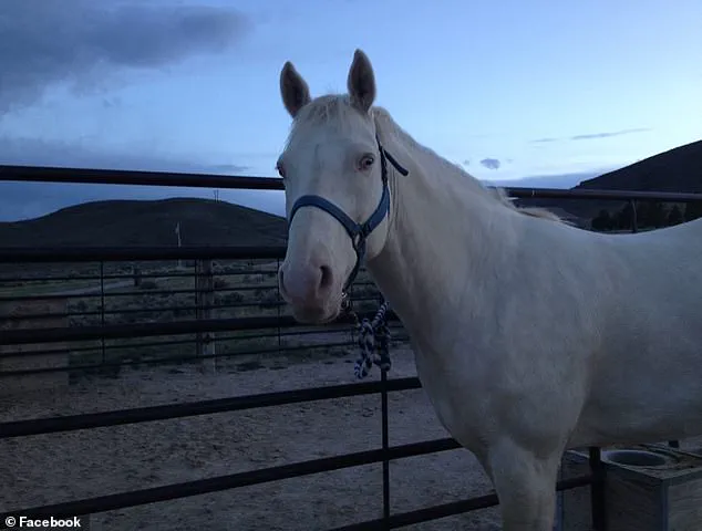 Gang Member Allegedly Sacrifices Horse in Ritual Linked to Double Murder in Maple Valley