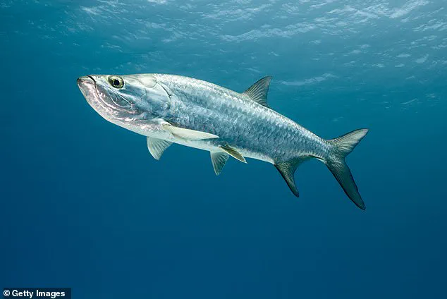 Tarpon Fish Killed in Florida Aquarium Theft Sparks Outrage Among Conservationists