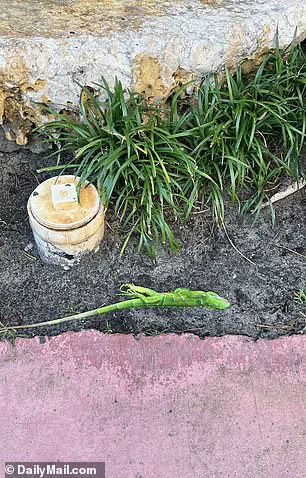 Unseasonable Cold Sparks Iguana Falls in South Florida, Highlighting Wildlife Vulnerability to Climate Fluctuations