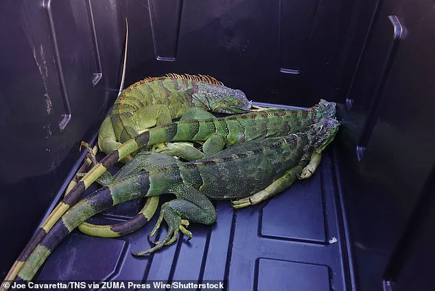 Unseasonable Cold Sparks Iguana Falls in South Florida, Highlighting Wildlife Vulnerability to Climate Fluctuations