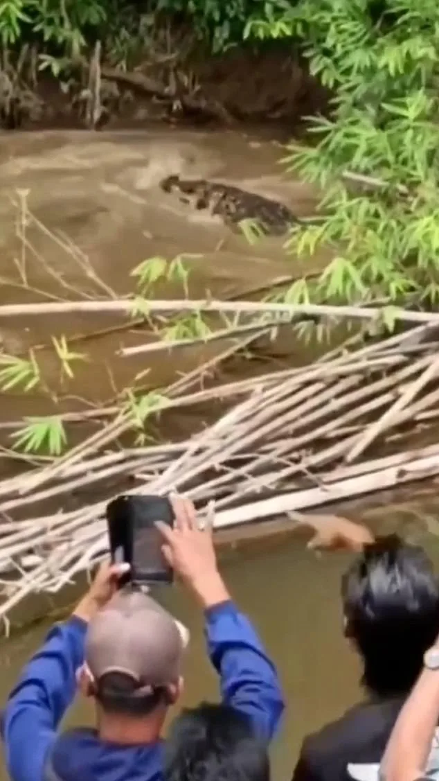 Crocodile Attack in Aceh Claims Life of 35-Year-Old Woman