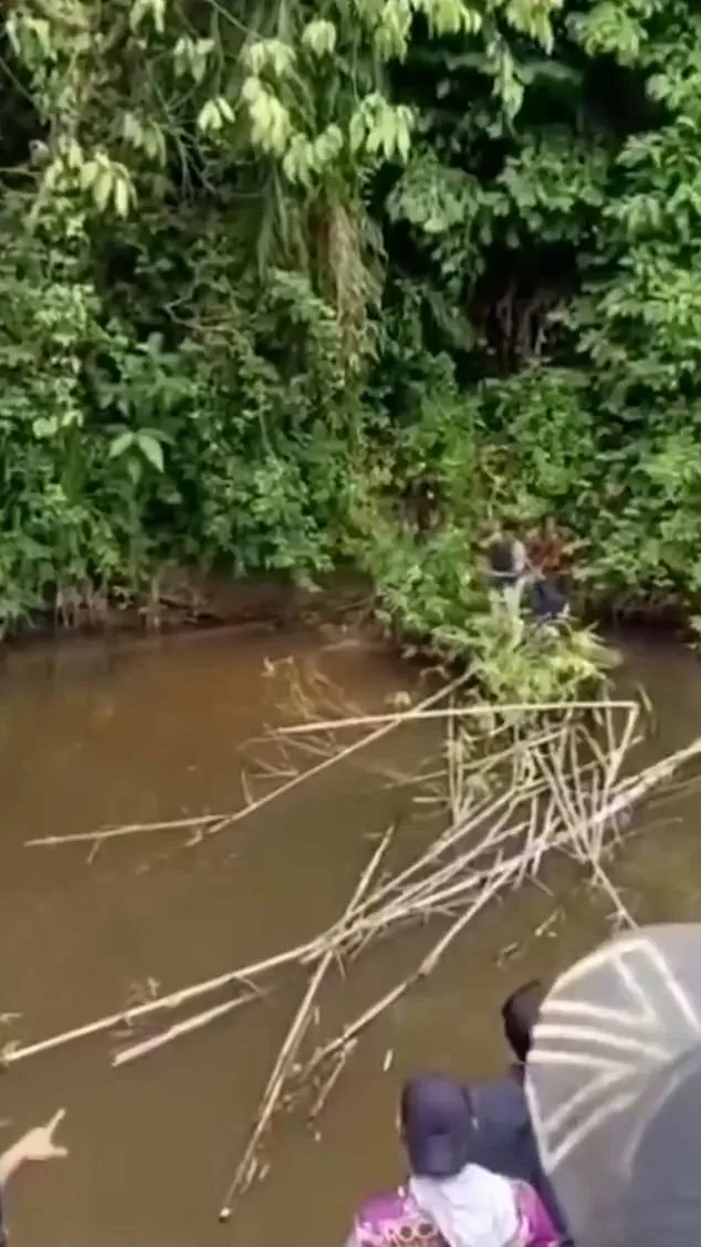 Crocodile Attack in Aceh Claims Life of 35-Year-Old Woman