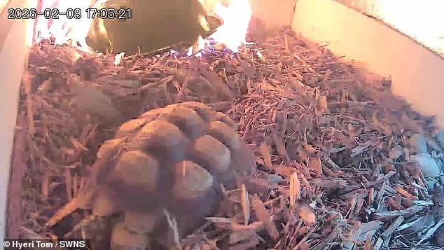 Leo the Tortoise's Harrowing Escape from Fire Sparked by Overheated Lamp
