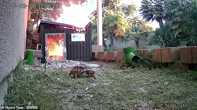 Leo the Tortoise's Harrowing Escape from Fire Sparked by Overheated Lamp