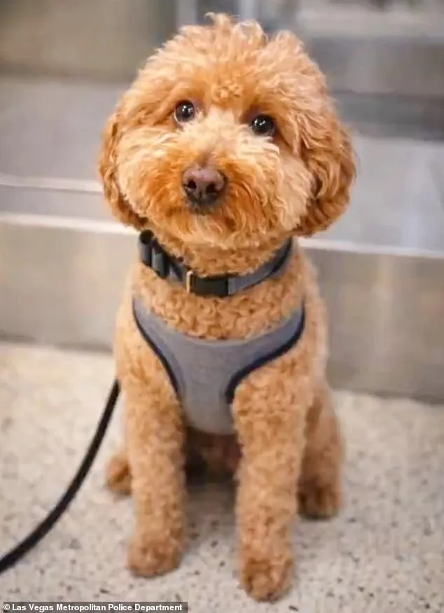 Woman Arrested After Allegedly Abandoning Dog at Las Vegas Airport