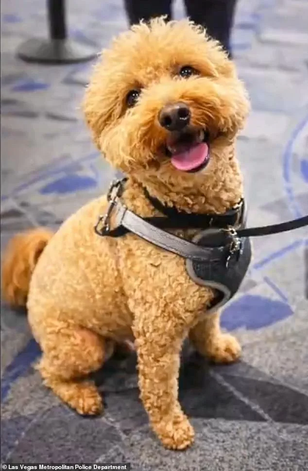 Woman Arrested After Allegedly Abandoning Dog at Las Vegas Airport