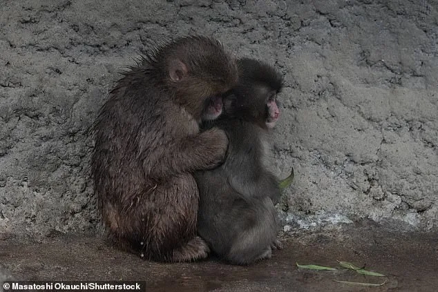 Punch the Macaque: From Plush Toy Companionship to Global Hope and Resilience