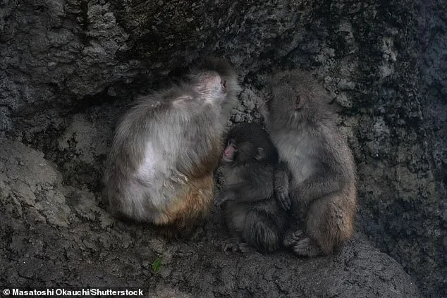 Punch the Macaque: From Plush Toy Companionship to Global Hope and Resilience