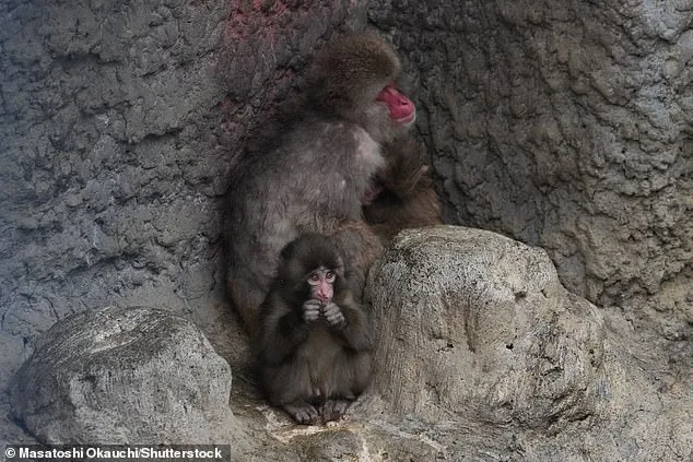 Punch the Macaque: From Plush Toy Companionship to Global Hope and Resilience