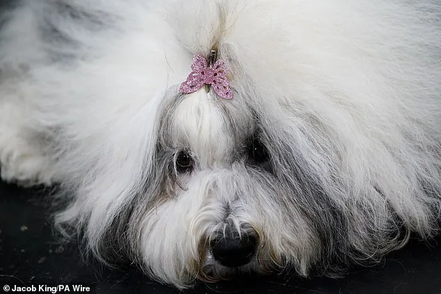 Crufts Kicks Off in Birmingham with 18,600 Dogs from 50+ Countries Competing in 222 Breeds