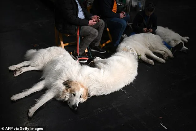 Crufts Kicks Off in Birmingham with 18,600 Dogs from 50+ Countries Competing in 222 Breeds
