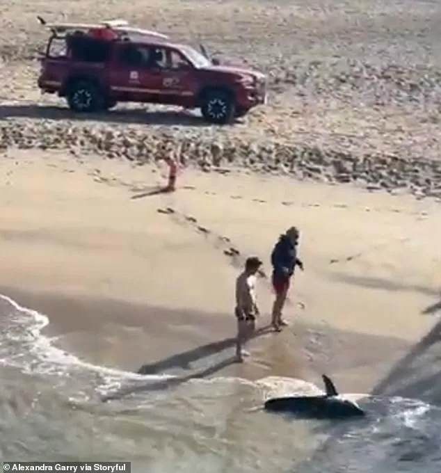 California Fisherman Accidentally Hooks Juvenile Great White Shark at Hermosa Beach Pier