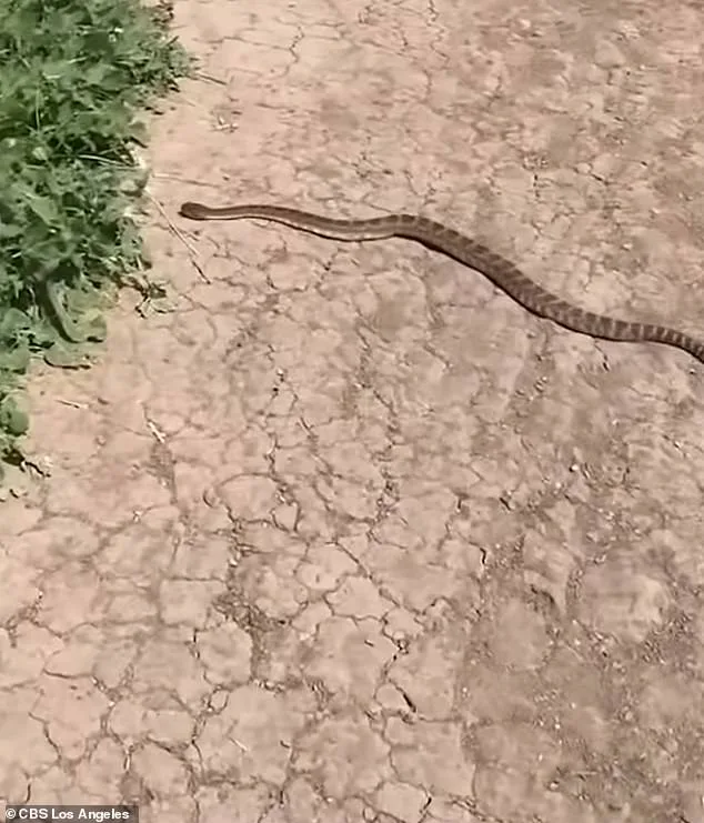 14-Year-Old Girl Critically Injured by Rattlesnake Bite on California Trail