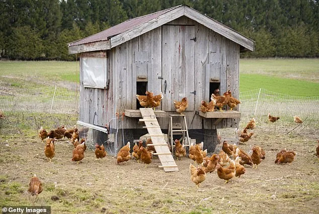 Woman Stabs Intruder in West Virginia Chicken Coop After Alleged Threats