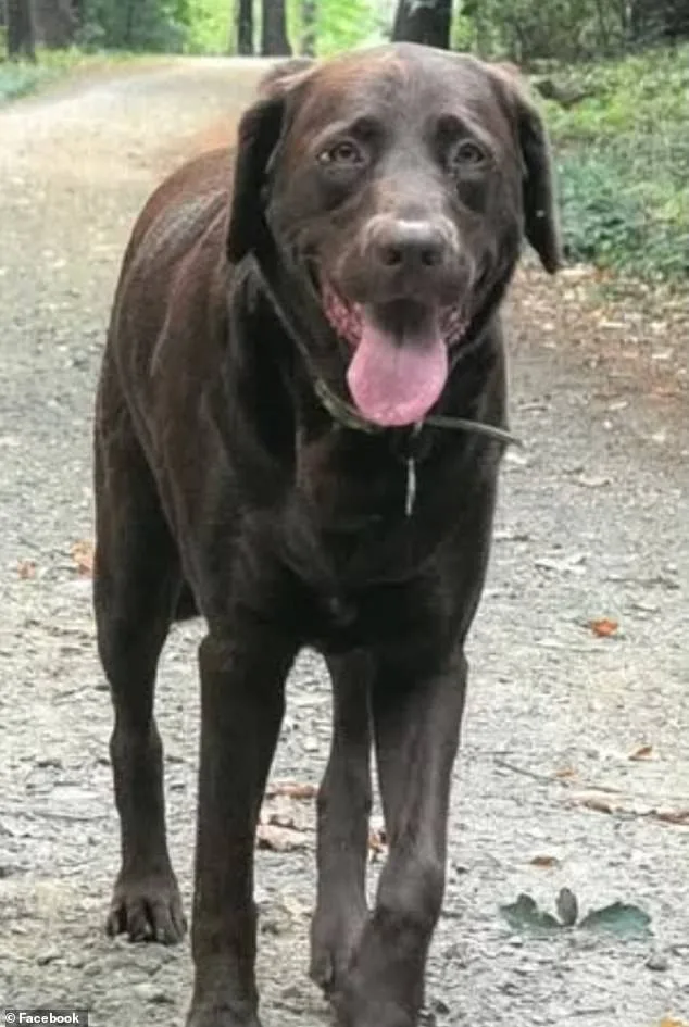 Woman Advocates for Public Safety After Dog's Fatal Encounter with Electrical Hazard