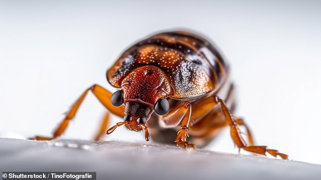 Florida tourist sues Disney over bed bug infestation causing physical harm.