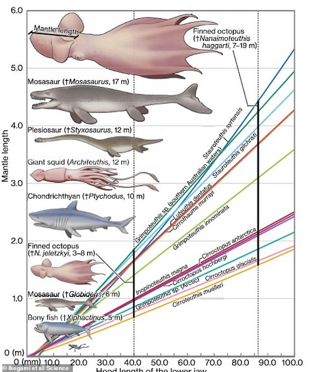 Colossal 62-foot octopuses ruled ancient seas and hunted mosasaurs.
