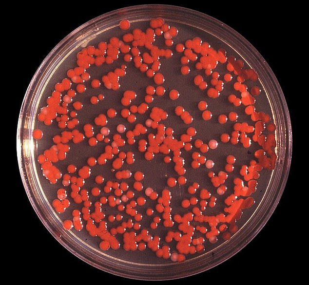 CIA MKUltra files reopen as host warns public forgot Sea-Spray bioweapons tests.