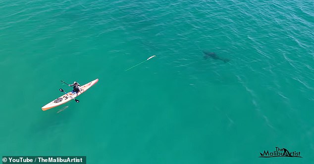Great White Shark Bites Filmmaker's Camera During Malibu Kayaking Expedition