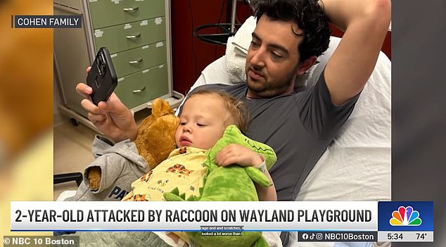 Two-year-old boy in Massachusetts hospitalized after raccoon attack at playground
