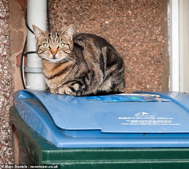 Bank worker Mary Bale never recovered after binning a cat for millions to see.