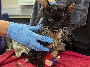 Bank worker Mary Bale never recovered after binning a cat for millions to see.